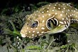 Stars & Stripes Puffer Fish